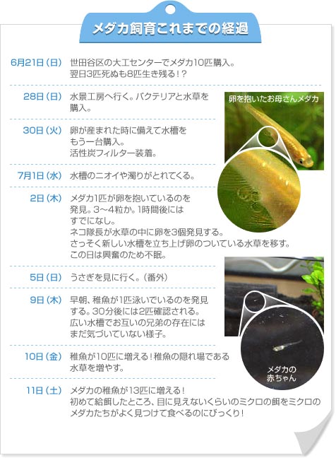 メダカ飼育これまでの経過